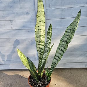6&quot; Tall Snake Plant - Sansevieria - Dracaena - Mother-In-Law&#39;s Tongue - Houseplant