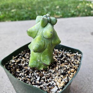 4&quot; Boobie Cactus - Myrtillocactus geometrizans
