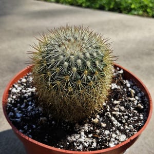 6&quot; Mammillaria densispina - Pincushion Cactus