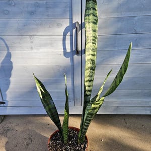 6&quot; Tall Snake Plant - Sansevieria - Dracaena - Mother-In-Law&#39;s Tongue - Houseplant