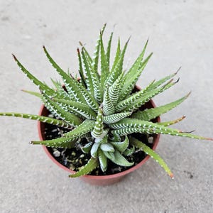 4&quot; Haworthia Fasciata - Zebra Plant