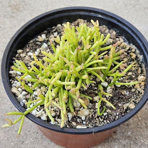 6&quot; Rhipsalis Cactus