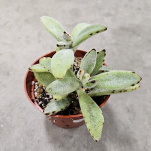 4&quot; Kalanchoe Chocolate Soldier - Fuzzy Succulent
