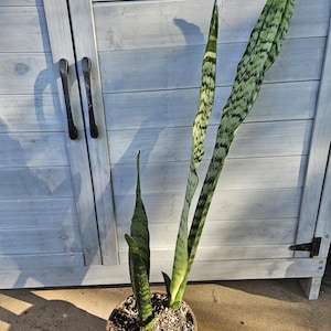 6&quot; Tall Snake Plant - Sansevieria - Dracaena - Mother-In-Law&#39;s Tongue - Houseplant