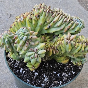 5&quot; Crested Myrtillocactus - Rare Cactus