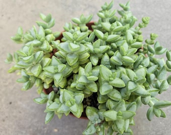 6&quot; Crassula Rupestris - Rosary Vine - Baby&#39;s Necklace