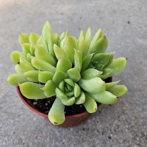 4&quot; Echeveria Agavoides Cluster
