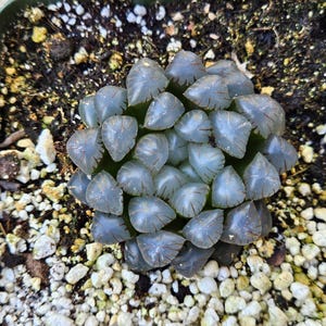 4&quot; Haworthia Cooperi var. Obtusa - Rare Succulents