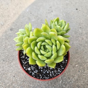 4&quot; Echeveria Agavoides Cluster