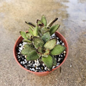 4&quot; Kalanchoe tomentosa &#39;Chocolate Soldier&#39;