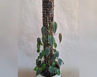 Self-Watering Mosspole - For Houseplants - Handmade - 24&quot; and 18&quot; available - Custom Sizes