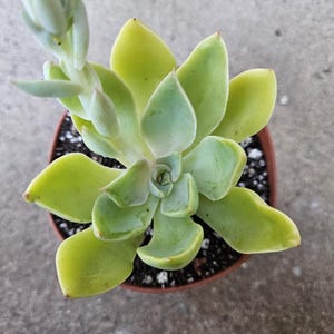 4&quot; Graptopetalum