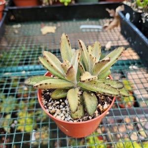 4&quot; Kalanchoe Chocolate Soldier