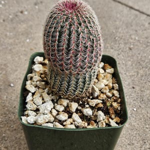 4&quot; Echinocereus rigidissimus - Rainbow Cactus