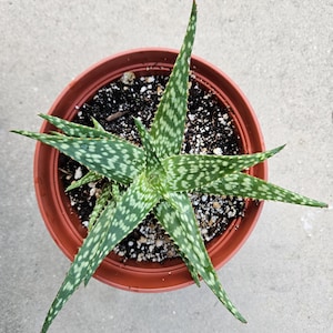 6&quot; Aloe Hybrid - Succulent