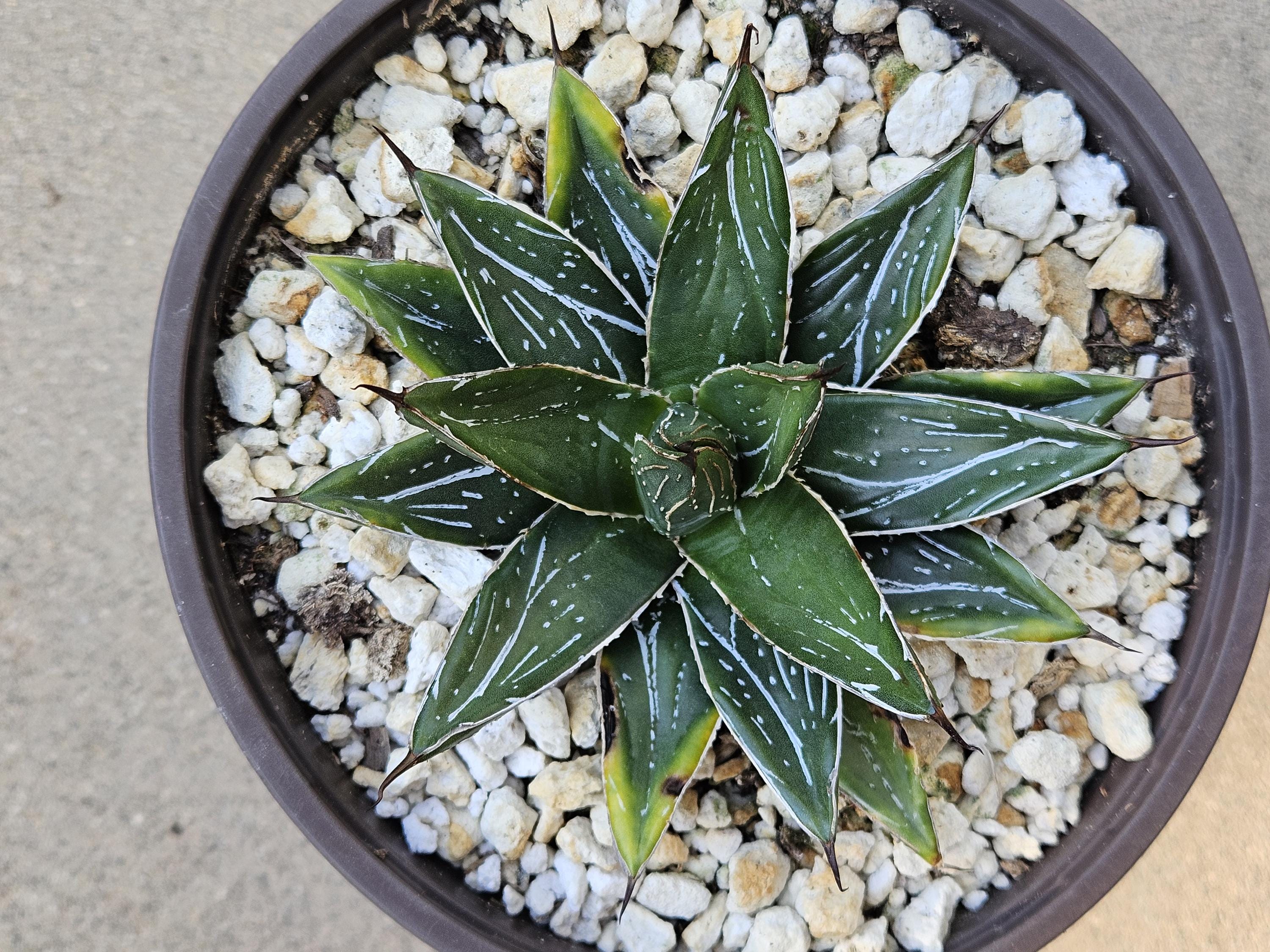6" Agave Queen Victoria