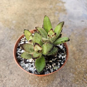 4&quot; Kalanchoe tomentosa &#39;Chocolate Soldier&#39;