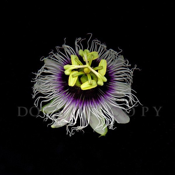 Passion Flower Photograph genus Passifloraceae