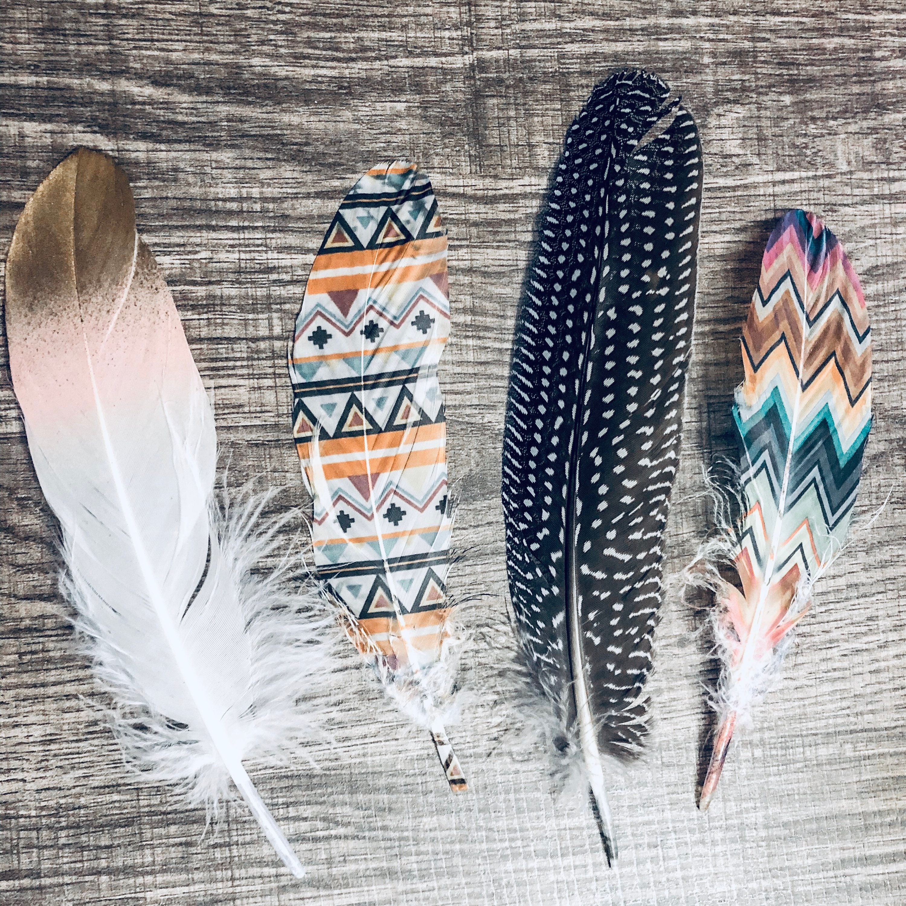 smudging feathers ~ goose + quail