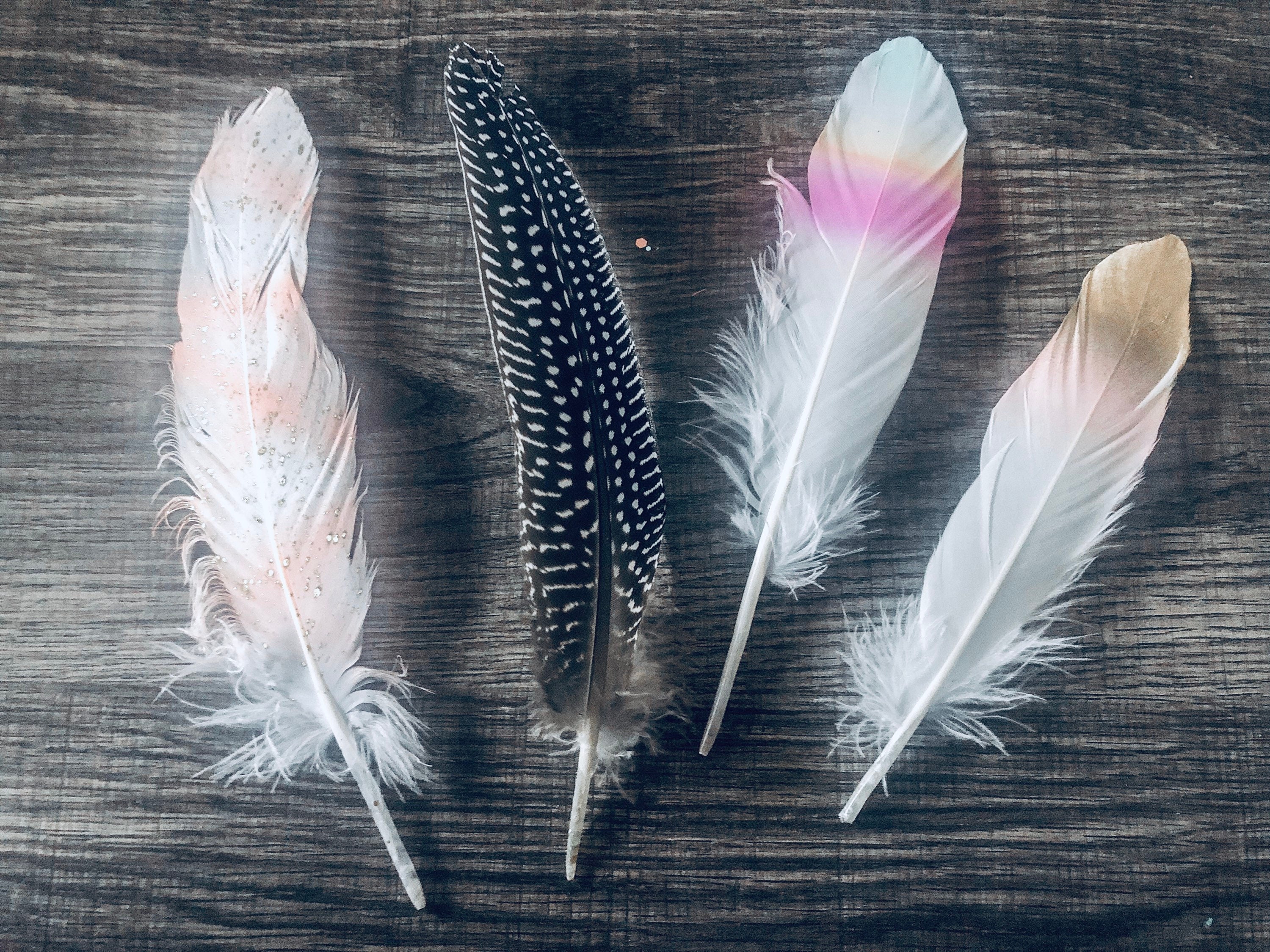 Quail Feathers for sale Only 4 left at 75