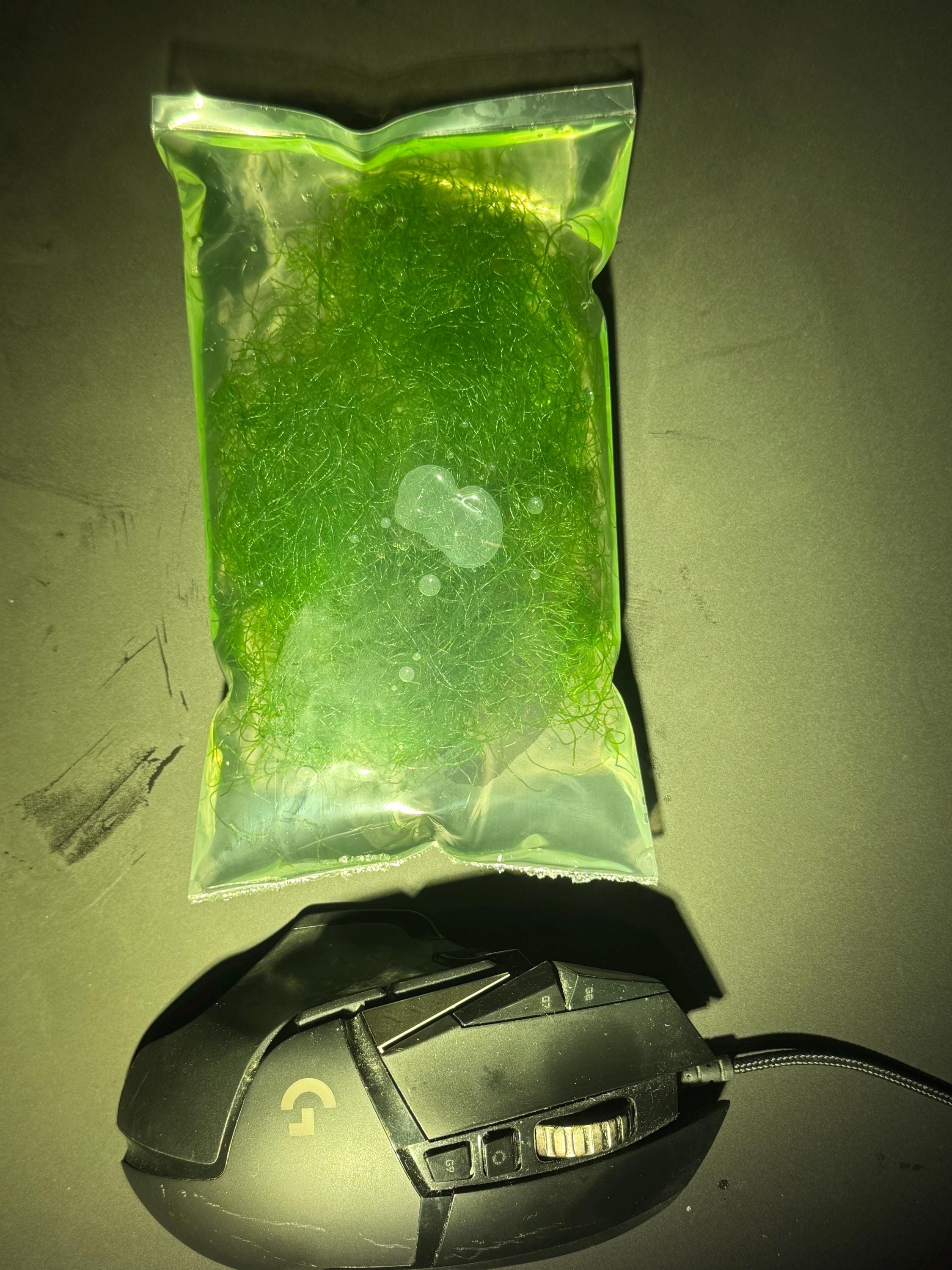 Chaeto (chaetomorpha) Easy Live Macroalgae for Saltwater Aquarium ...