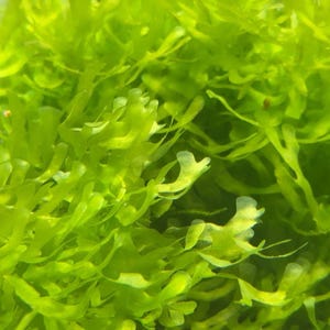 Subwassertang Lomariopsis Lineata Moss Clump Aquatic Plant for Aquarium