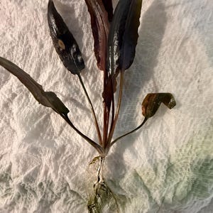 May include: An aquatic plant with long, lance-shaped leaves in deep shades of dark purple, burgundy, and brown. The plant features a central stem structure with multiple radiating leaves and a visible root system with thin, light-colored fibrous roots.