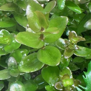 5 Stem Bunch Bacopa Caroliniana Easy Aquatic Plant for Aquarium Pest and Algae Free