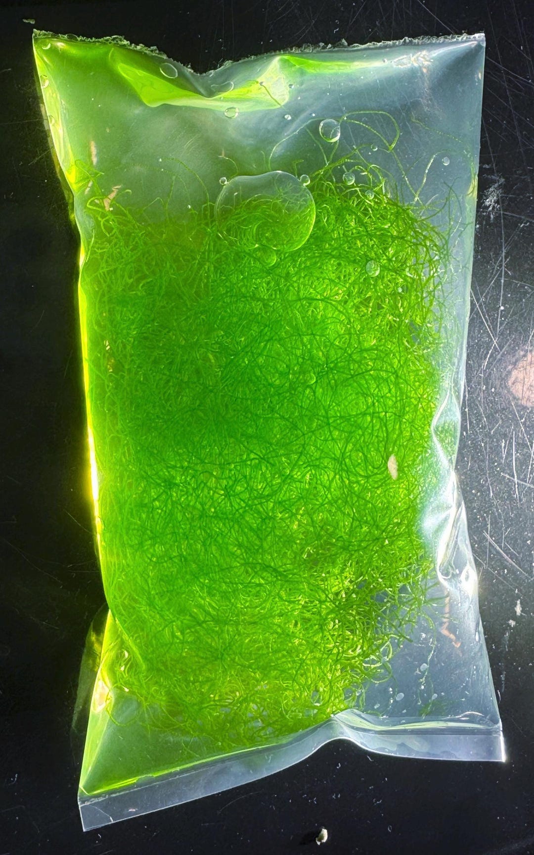 Chaeto (chaetomorpha) Easy Live Macroalgae for Saltwater Aquarium ...