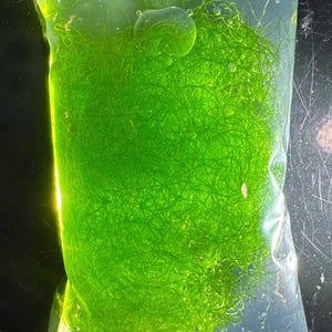May include: A clear plastic bag filled with bright green, stringy material. The bag has a slight yellow tint and some visible water droplets. The contents appear to be a type of aquatic plant or algae.