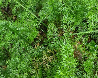 Water Sprite Ceratopteris Thalictroides 5 Stem Bunch Easy Aquatic Plant for Aquarium Pest Snail and Algae Free