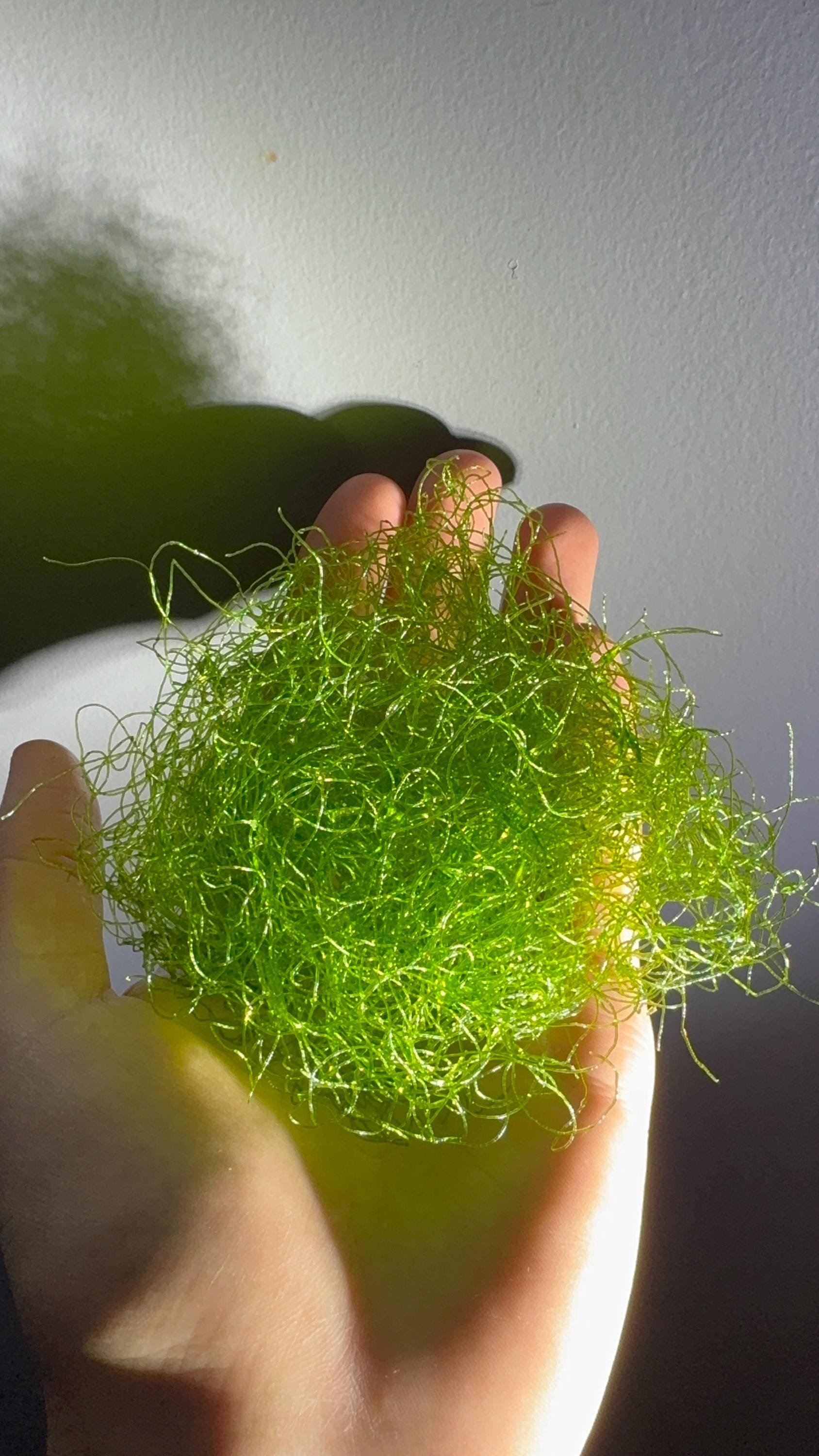 Chaeto (chaetomorpha) Easy Live Macroalgae for Saltwater Aquarium ...