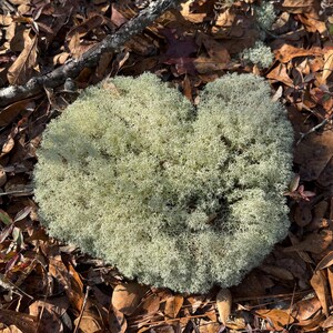 May include: A close-up shot of a patch of light green moss, resembling a cloud, surrounded by fallen brown leaves and twigs. The moss has a textured, almost fluffy appearance, contrasting with the smooth leaves.