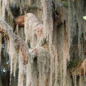 May include: Close-up of a tree with thick, textured branches covered in long, gray-green Spanish moss. The moss hangs down in dense strands, creating a soft, flowing effect. The bark is a mix of brown and gray, with patches of green.