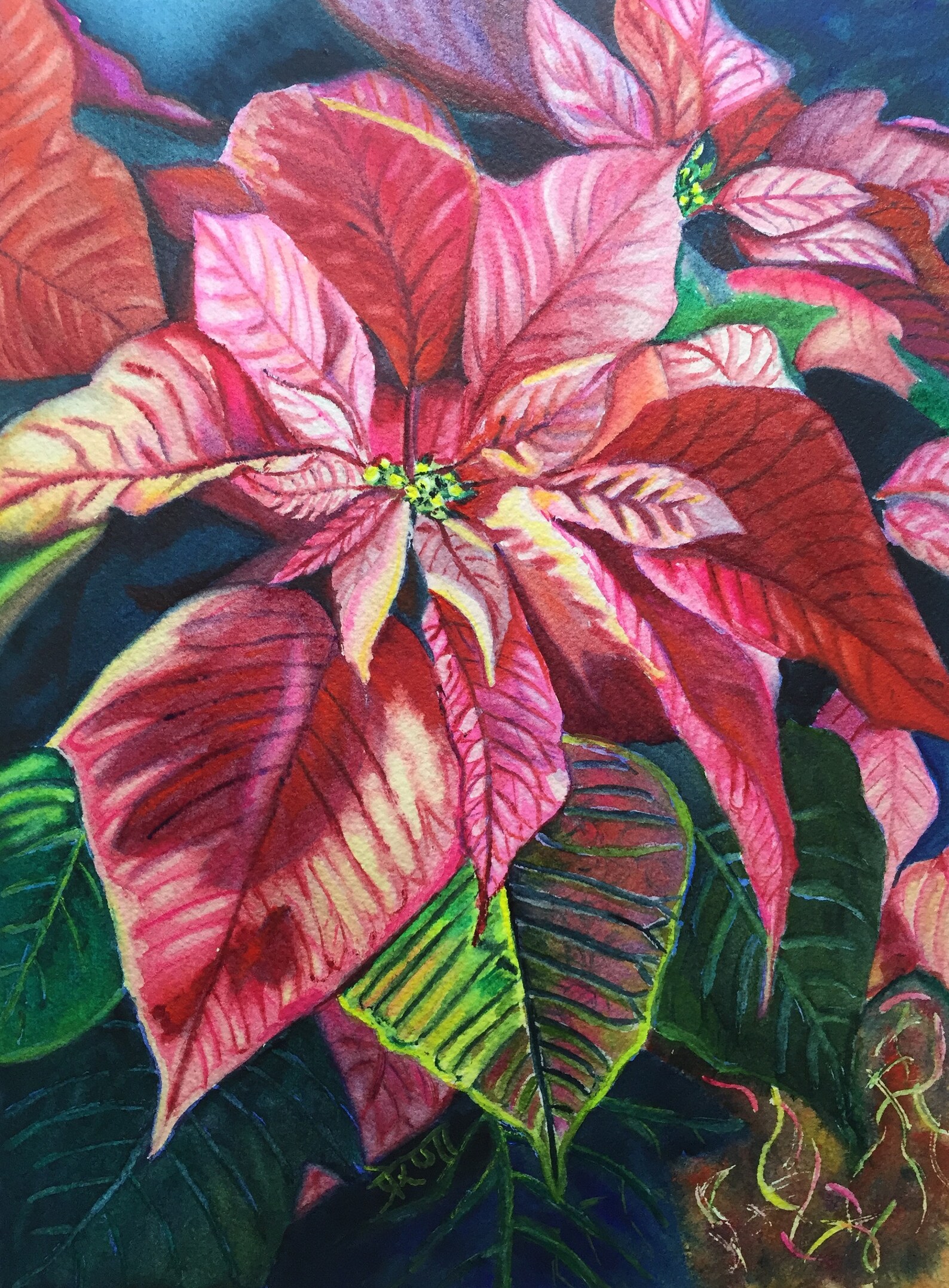 Poinsettia Watercolor Painting Print by Prerana Kulkarni 9x12 Etsy
