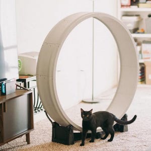 The Original Cat Wheel – Modular and Modern Pet Fitness Wheel for Active Cats, Durable Design, Perfect for Indoor Cat Play