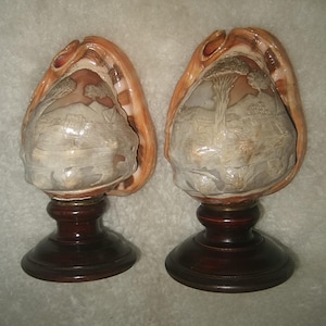 CARVED CAMEO SHELL Pair Pedestal Italy Italian Napoli Art Objects Light Shows Thru Lamp Fronts Bookends Old Vintage Wood Base Sea Shells