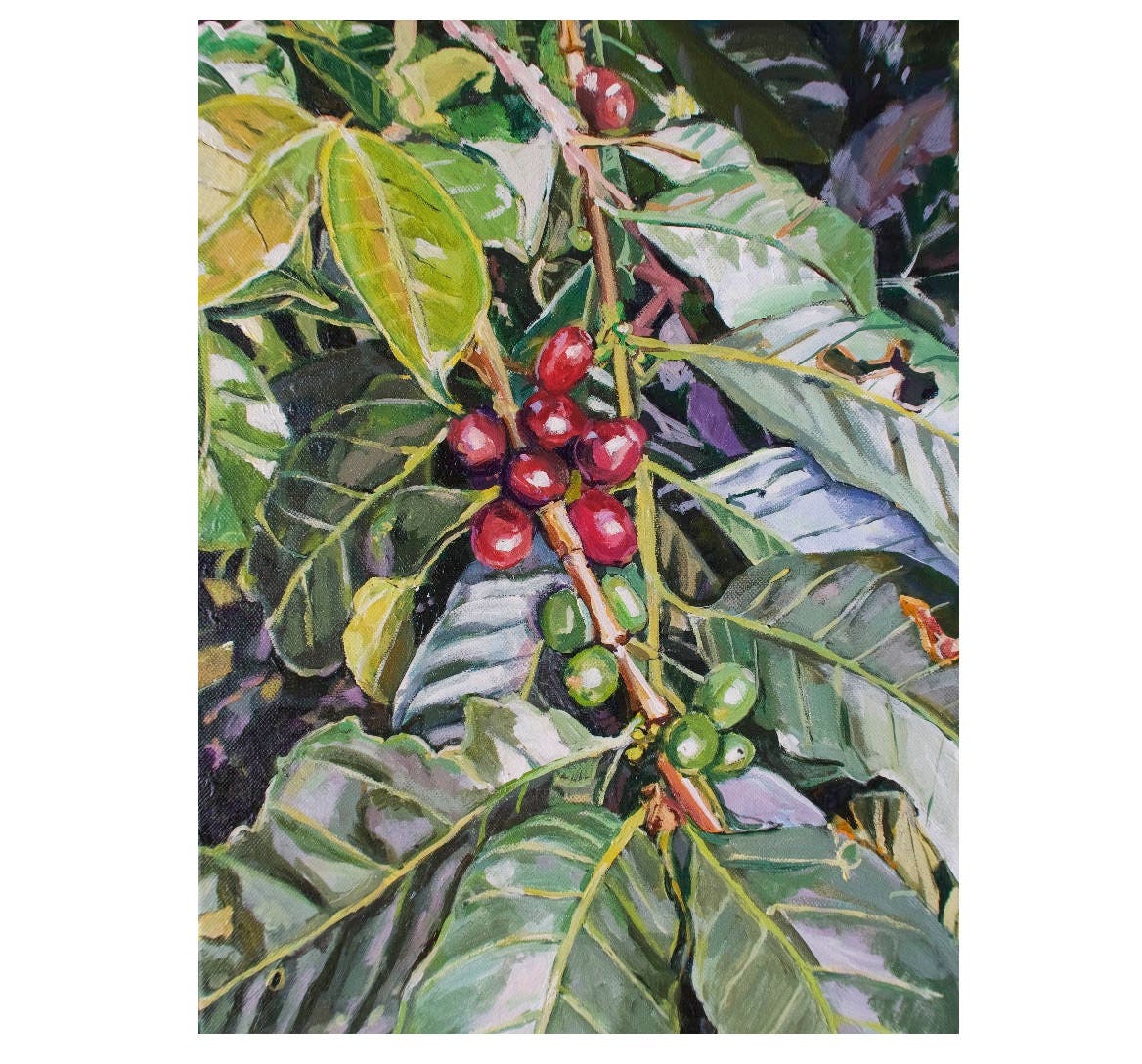 Coffee Plant Art Print Botanical Art Gift Medellin Colombia Etsy