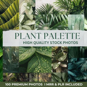 100 foto stock di Green Palette, piante rigogliose, foto stock, bundle, immagini stock estetiche / contenuti per social media | Master Resell Rights
