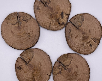 Oak wood slices/buttons-5 pc set