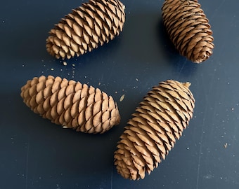 4 Pine Cones