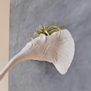 Anteater Head Wall Mount Decor Planter - Succculent Planter - Flower Pot