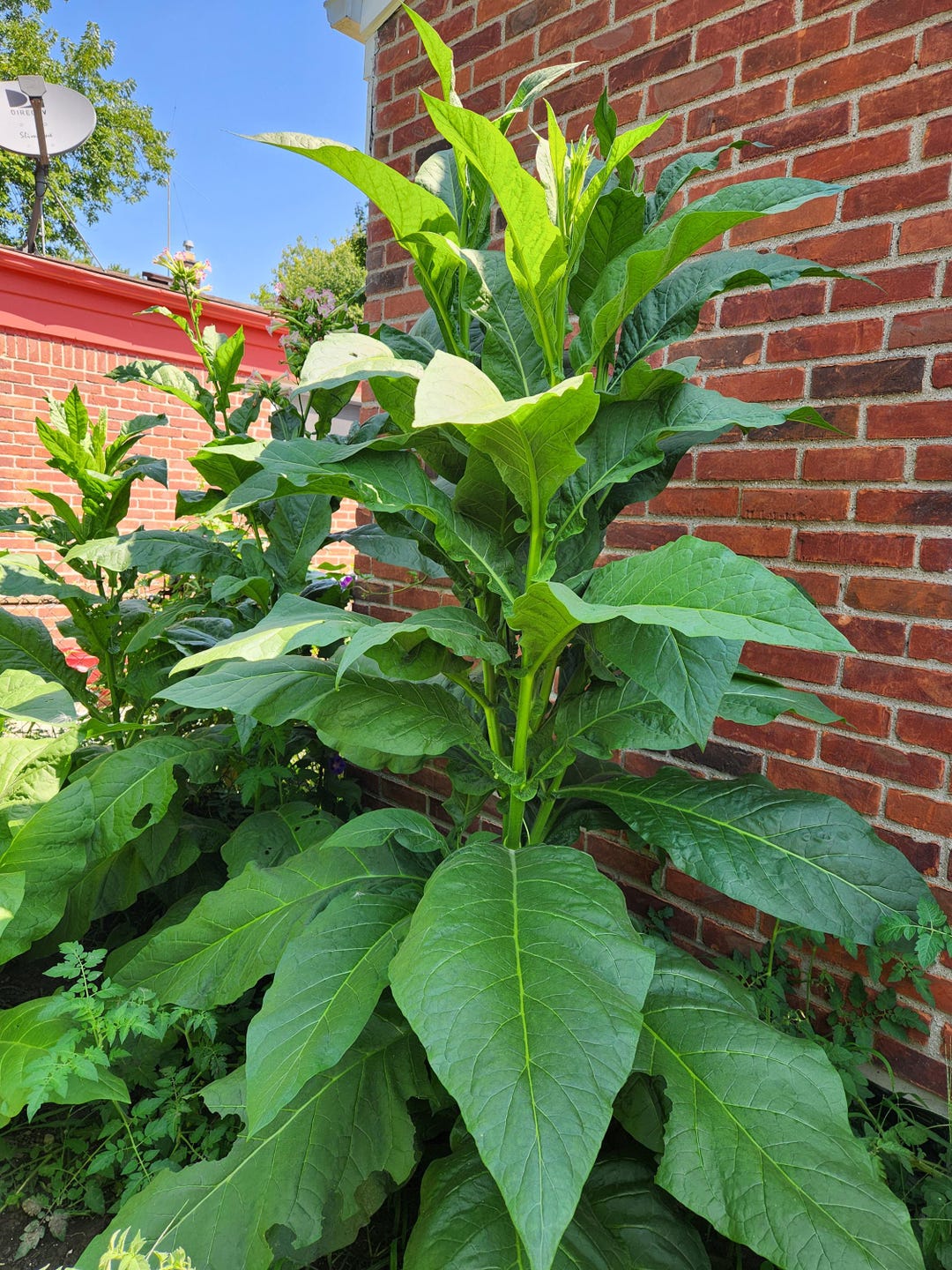 maryland mammoth tobacco plant Nicotiana Tabacum (black Mammoth) Seeds a rich flavored pipe tobacco Black Mammoth Tobacco - Victory
