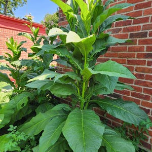 Nicotiana Tabacum