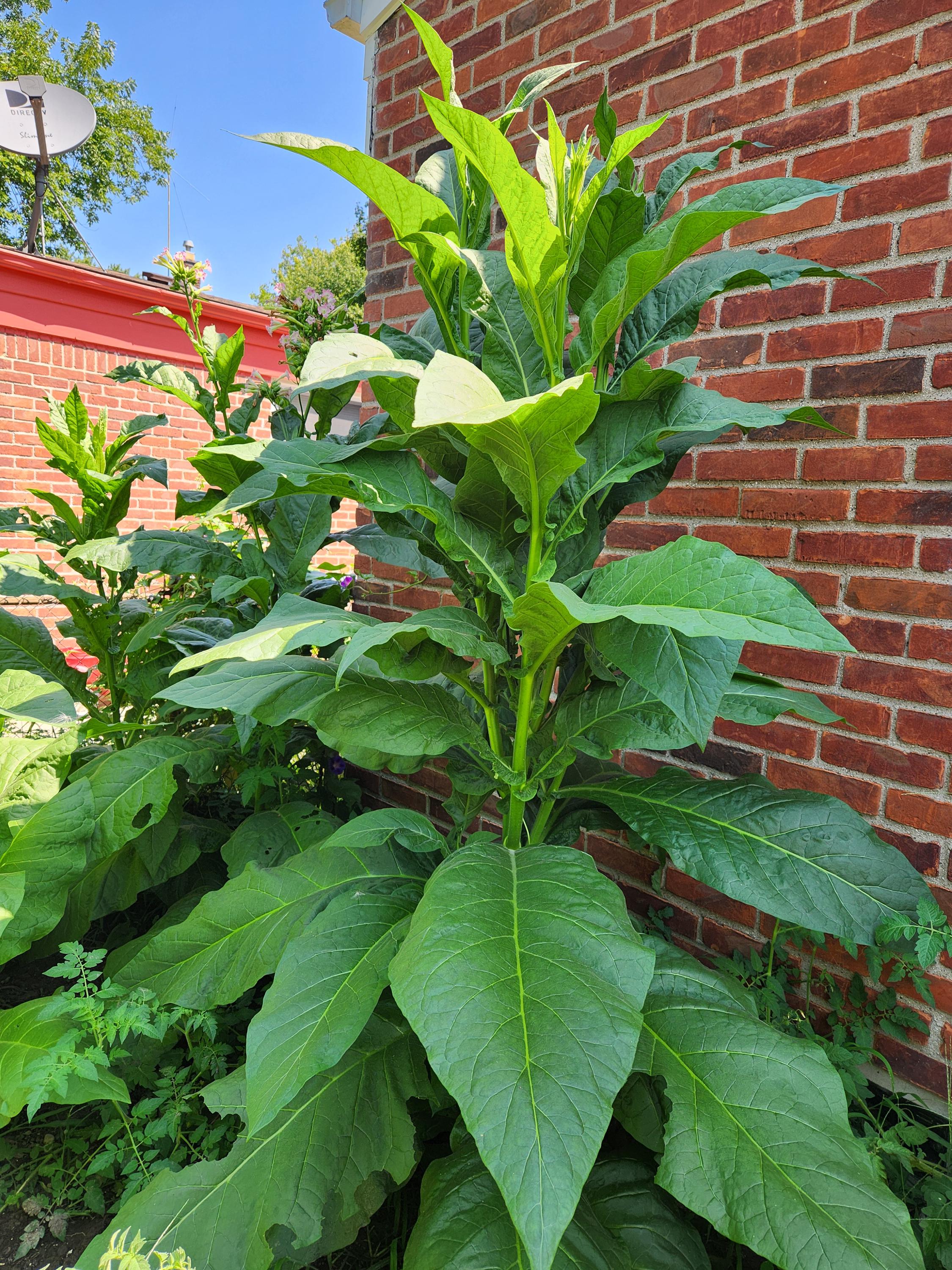 maryland mammoth tobacco plant Nicotiana Tabacum (black Mammoth) Seeds