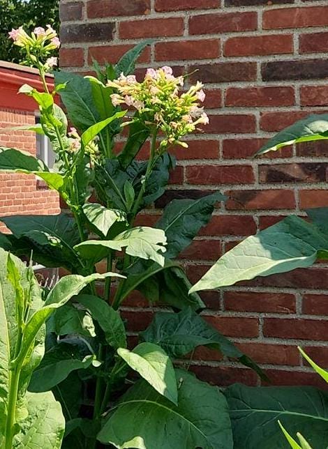 tobacco as an insecticide Nicotine: "We knowingly addicted you to an insecticide"