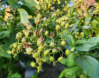Nicotiana Tabacum (American 572)