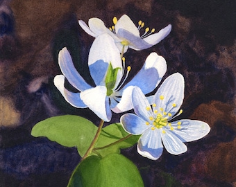 Wildflower Watercolor Painting Print by Cathy Hillegas, Rue  Anemone Art, 8x10 floral watercolor print, woodland art