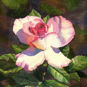 Pink Rose Art Watercolor Painting Print by Cathy Hillegas, 8x10 Rose ...