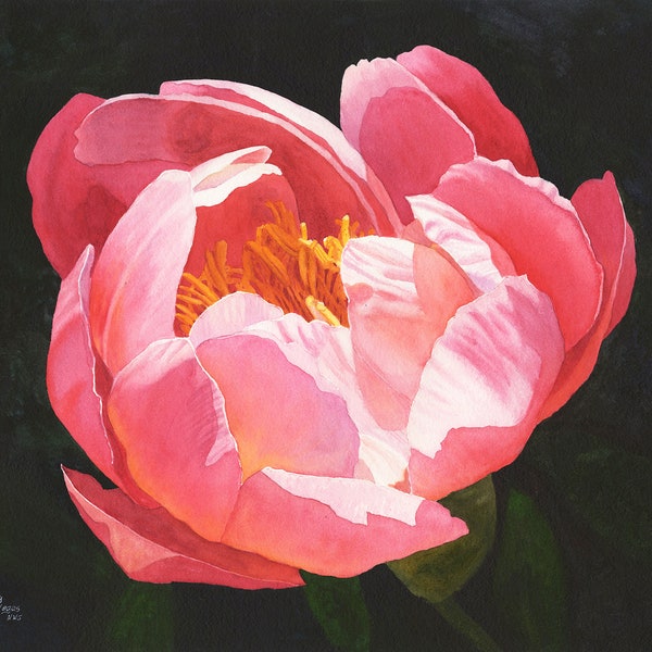 Hot Pink Peony Original Watercolor Painting by Cathy Hillegas, peony home decor, gifts for women, gifts for gardeners